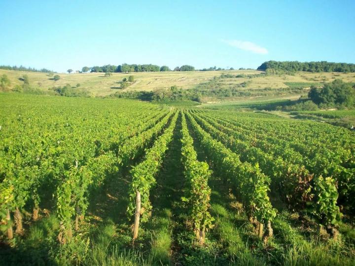 Culture de la vigne